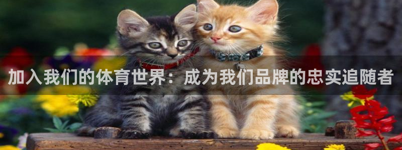 光速体育看NBA直播